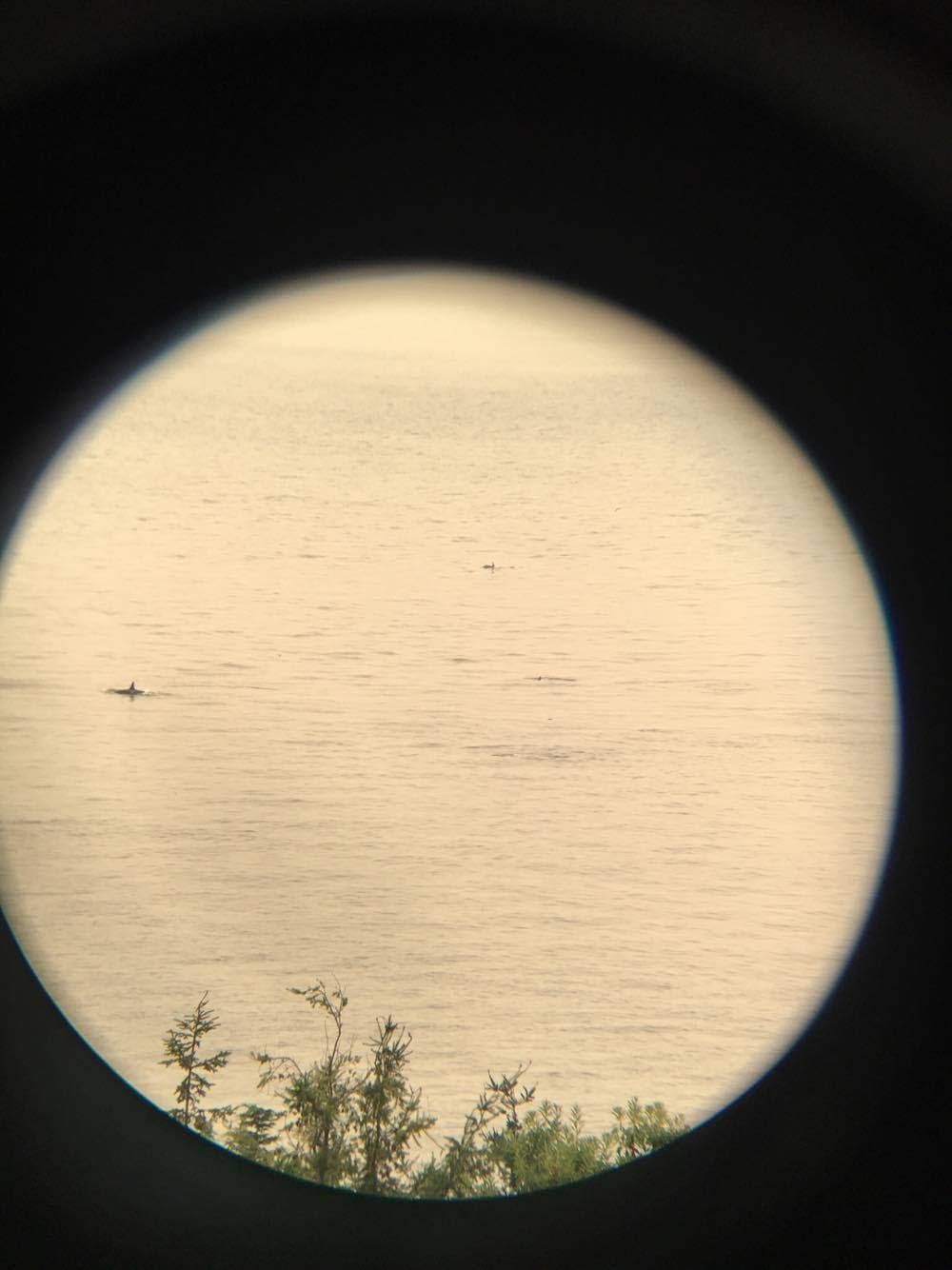 Tracking southern resident killer whales among different combinations of boats and ships
