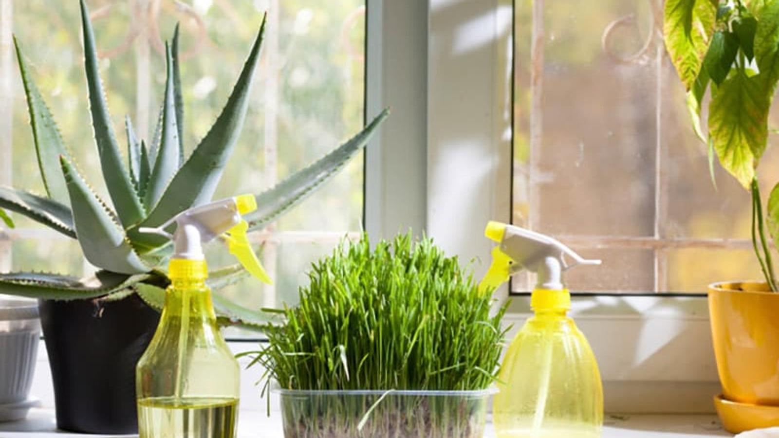 How To Improve Indoor Air Quality
