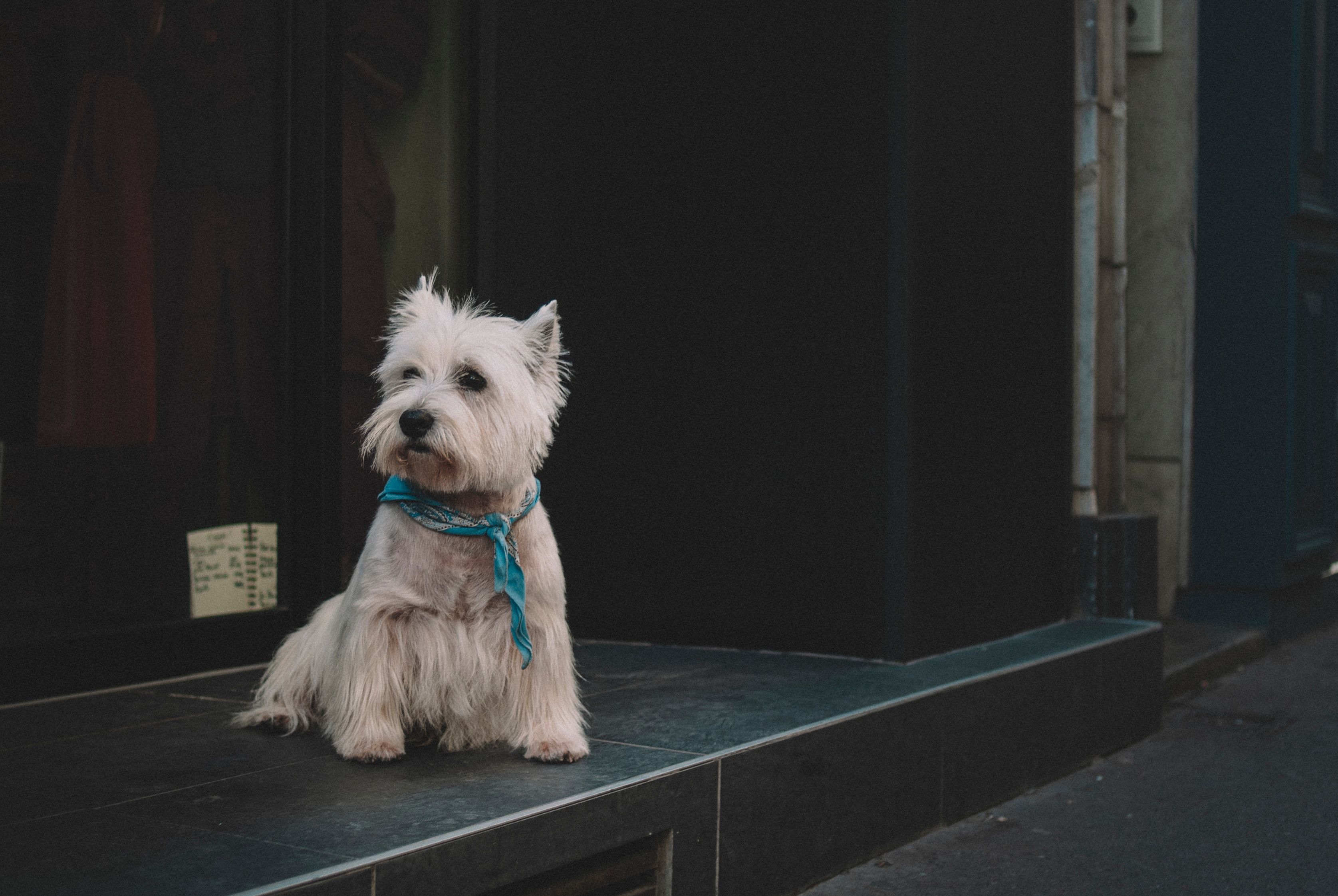 Dog