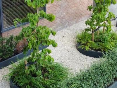 Japandi tuin