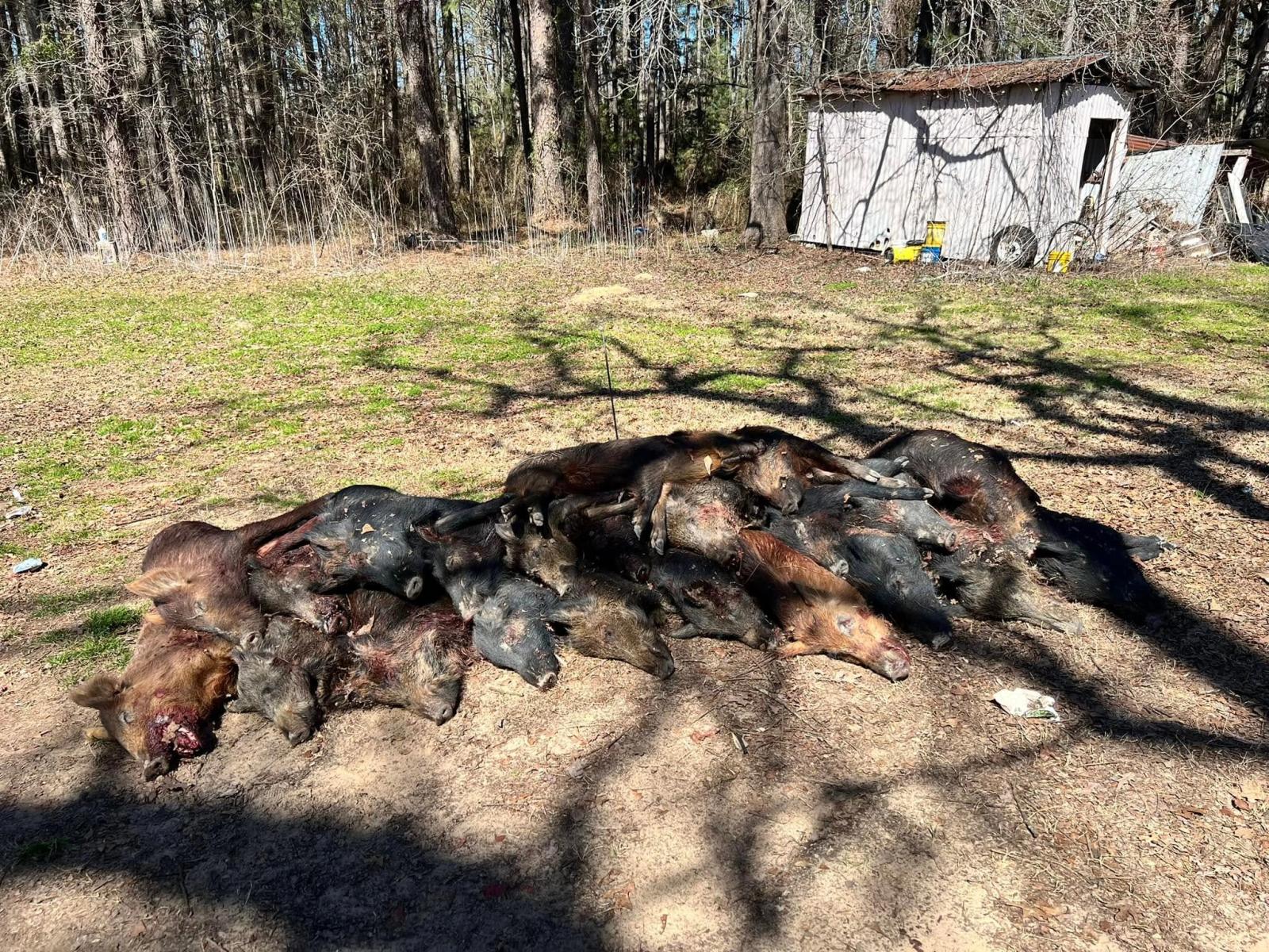 Multiple Hog Harvest at Boggy Creek Outfitters in Bivins, Texas