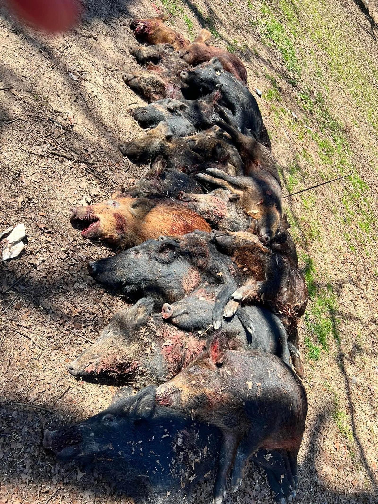 Multiple Hog Harvest at Boggy Creek Outfitters in Bivins, Texas