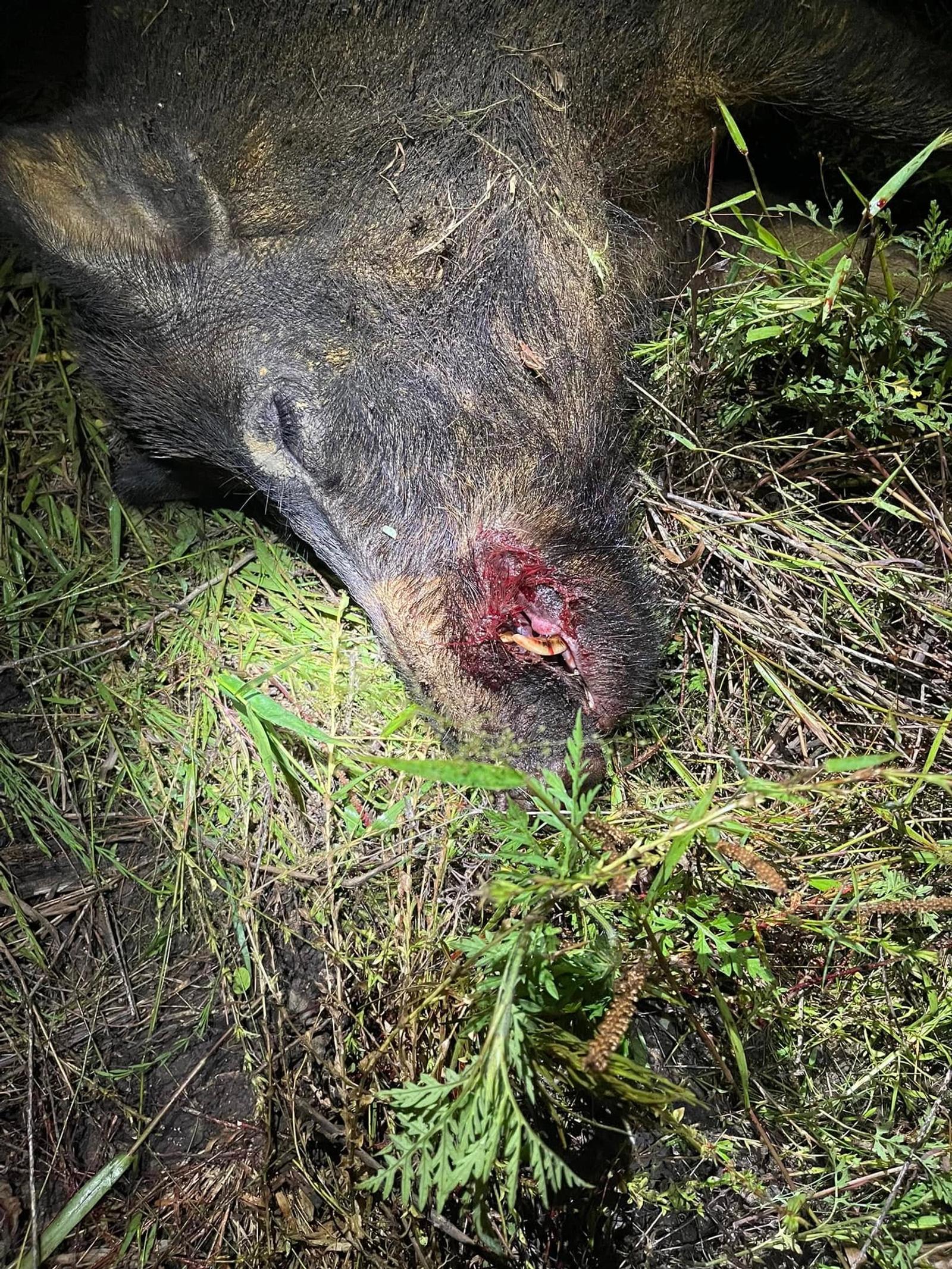 Hog Harvest Closeup at Boggy Creek Outfitters in Bivins, Texas