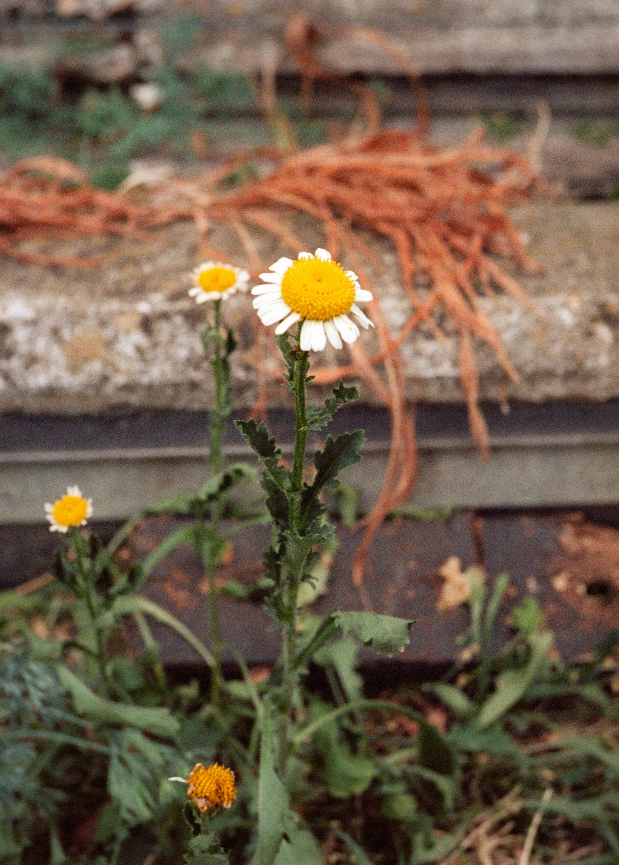 Film processing sample 10