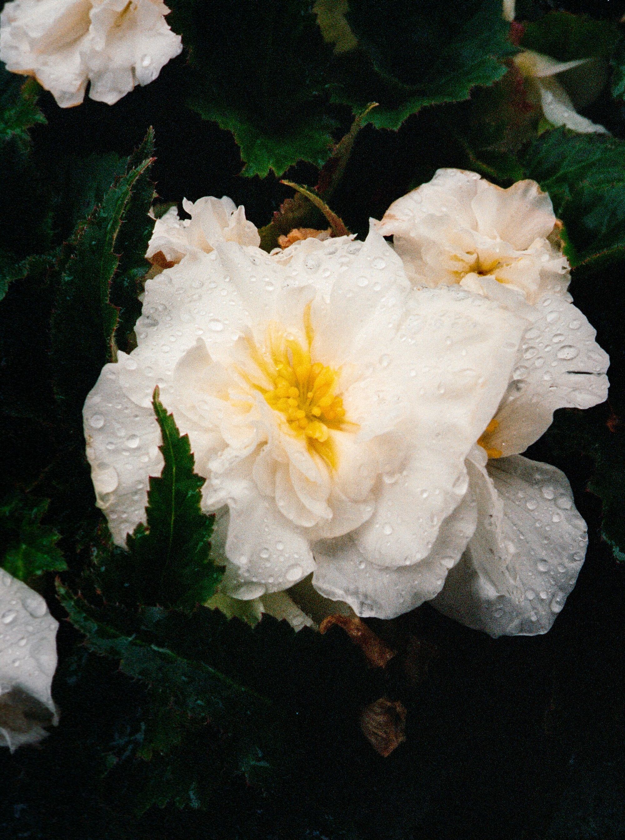 Film processing sample 12