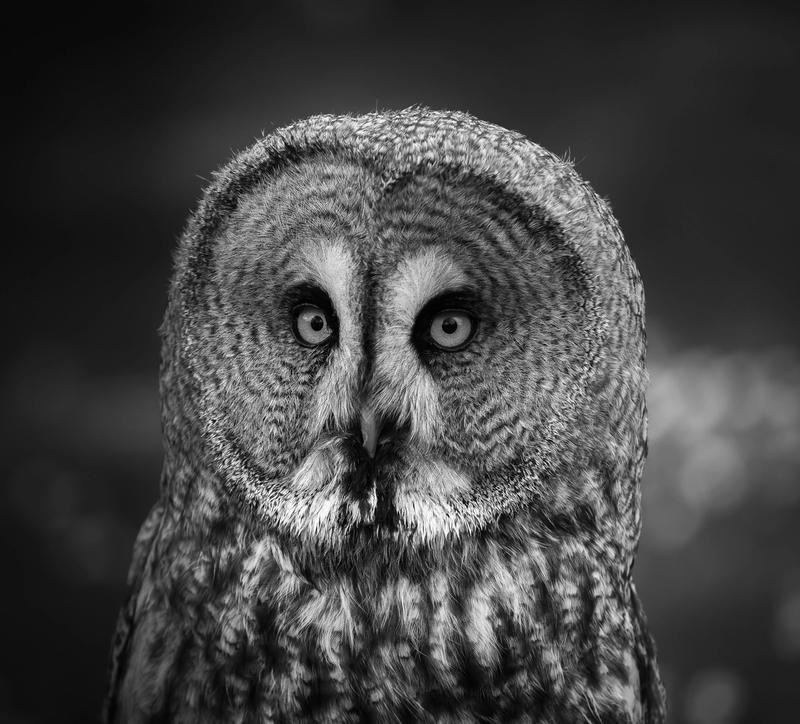 A black and white owl