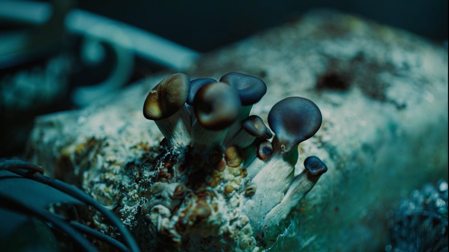 Jesse Osborne-Lanthier “Catchment Areas (Spiritual Pollution)”