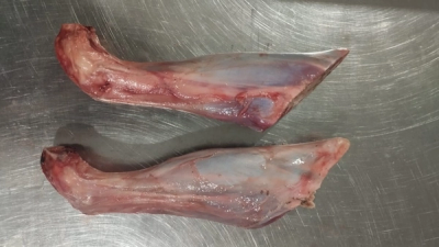 Lamb Fore Shank