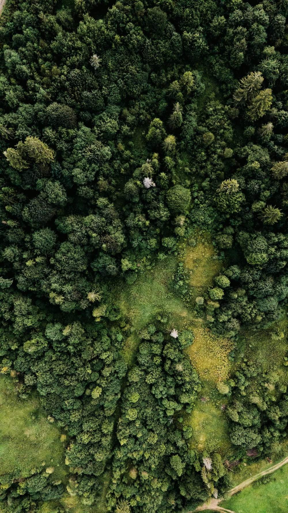 Forêt
