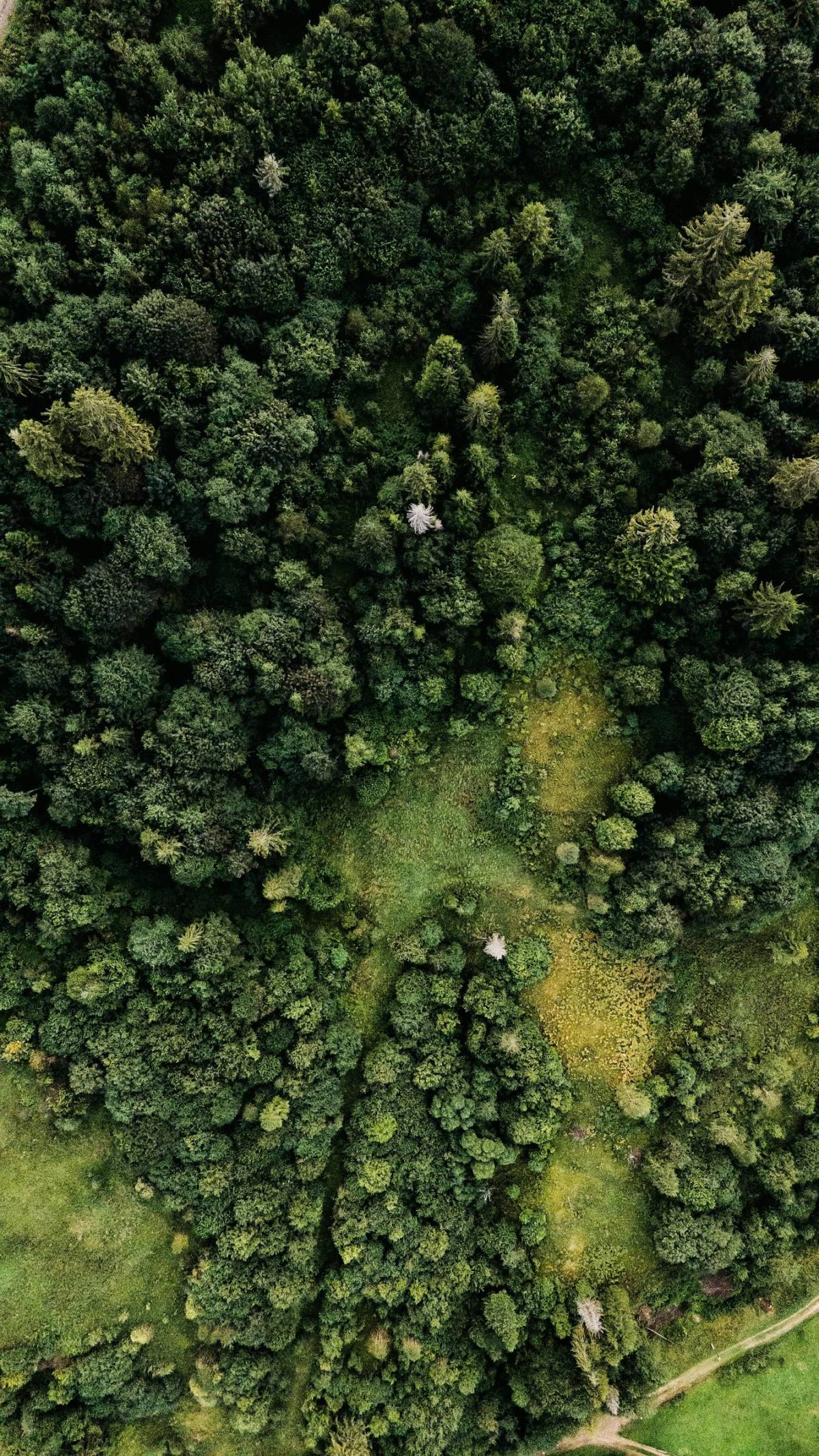 Foresta