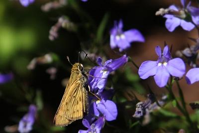 The Skippers Are Back!