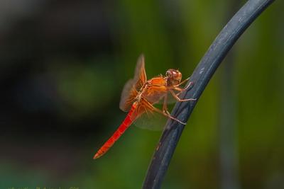 Pond Life
