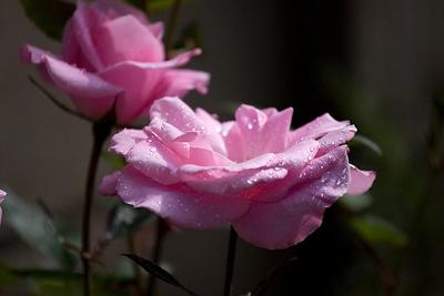 Roses Here, There & Everywhere!