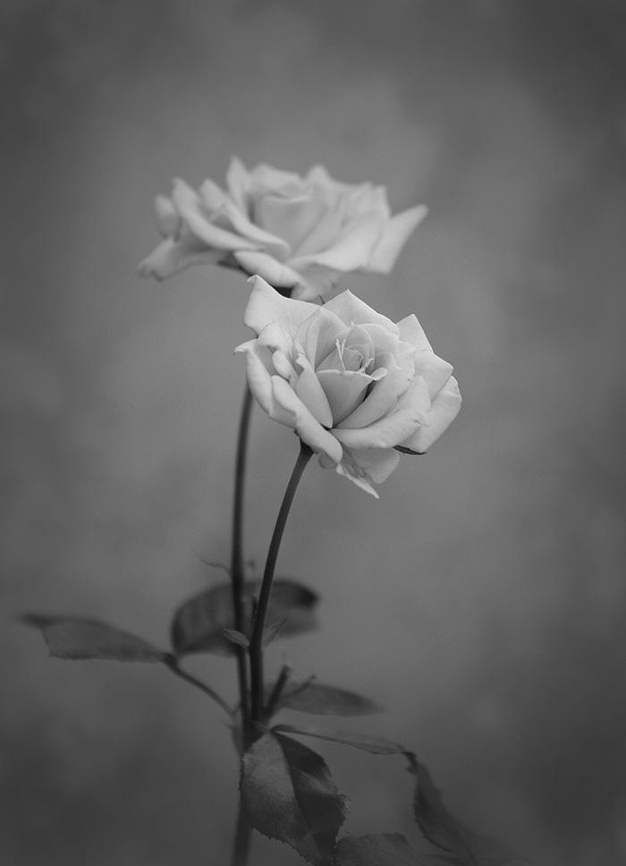 Beauty in Black and White