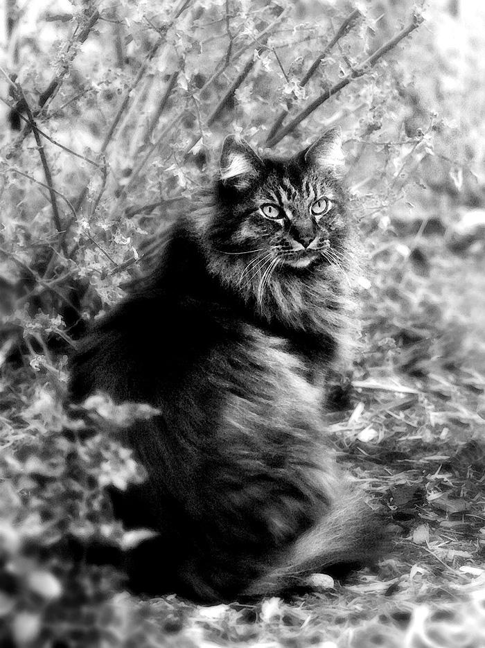 Beauty in Black and White