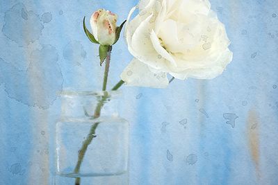 Shabby Rose....