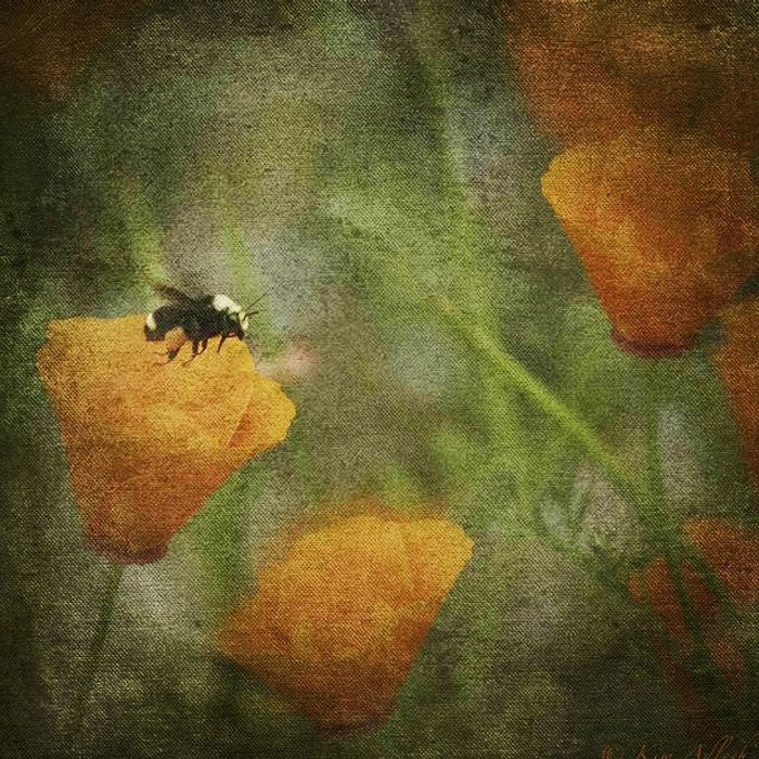 Fine Art & Still Life