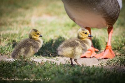 Canadian Goslings & Other Things