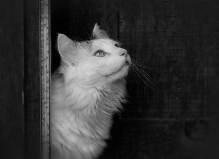 Beauty in Black and White