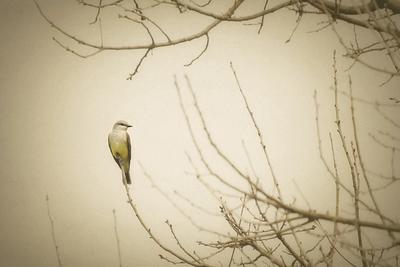 Western Kingbird...