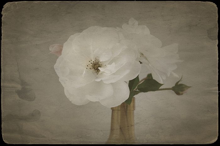 Fine Art & Still Life