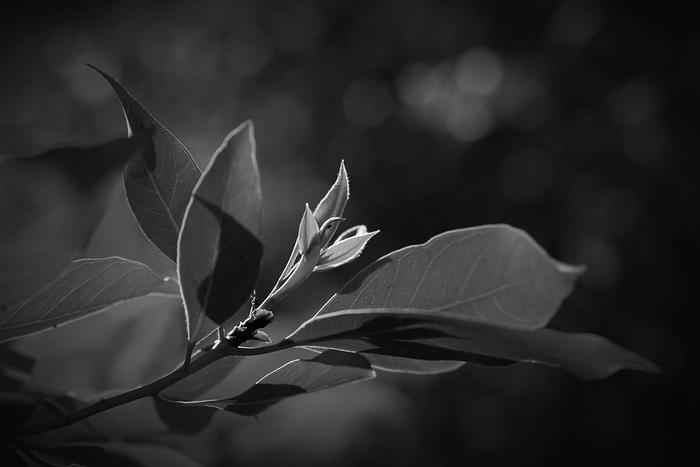 Beauty in Black and White