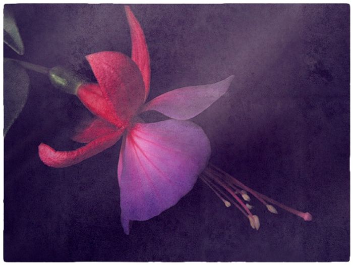 Fine Art & Still Life