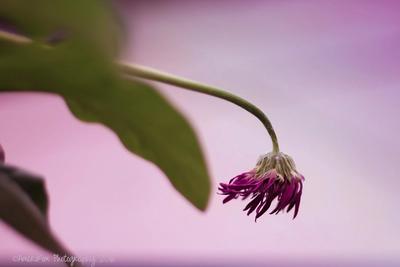 Faded Beauty