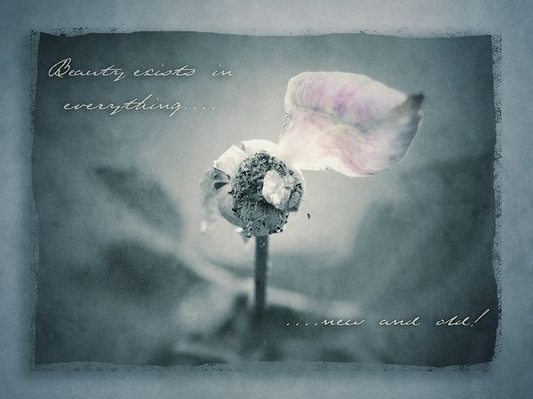 Fine Art & Still Life