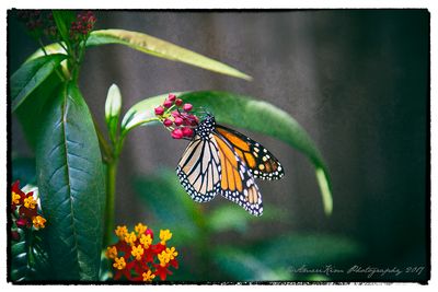 Spring Visitor