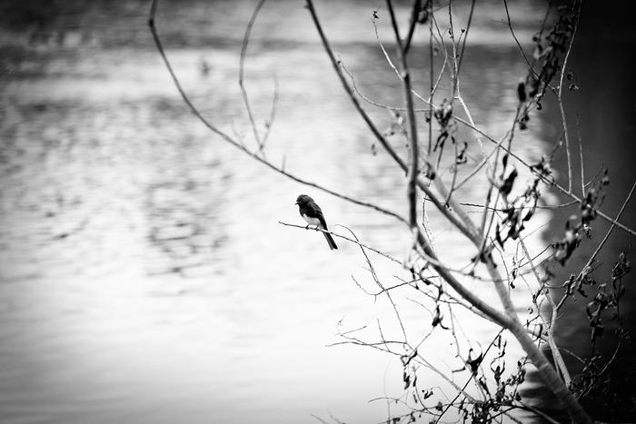 Beauty in Black and White