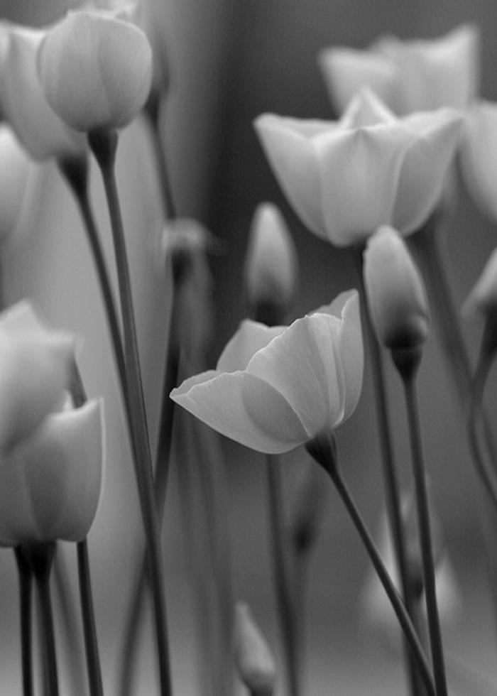 Beauty in Black and White