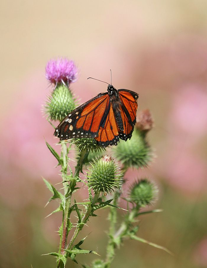 Nature