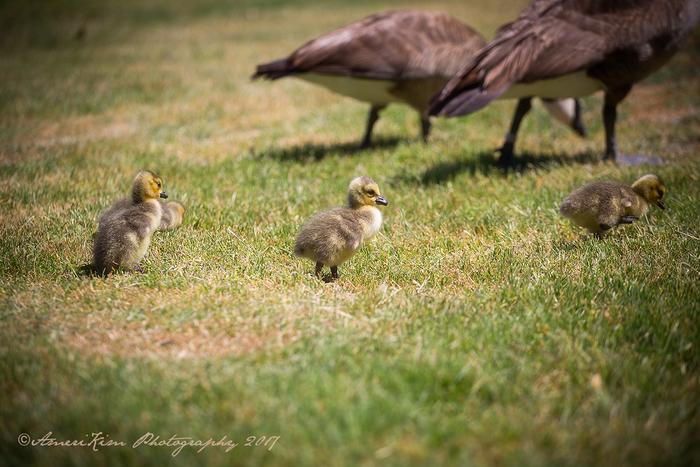 Canadian Goslings & Other Things