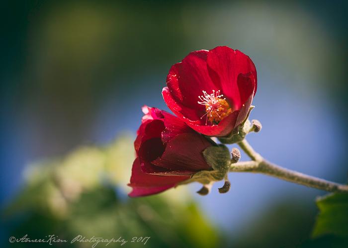 A Gorgeous Day at Mission San Juan Capistrano
