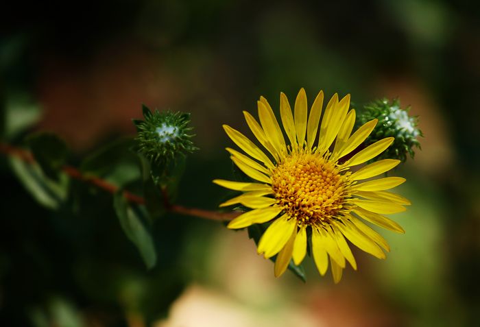 Nature