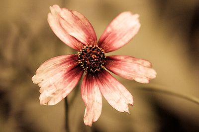 Aging Beauty
