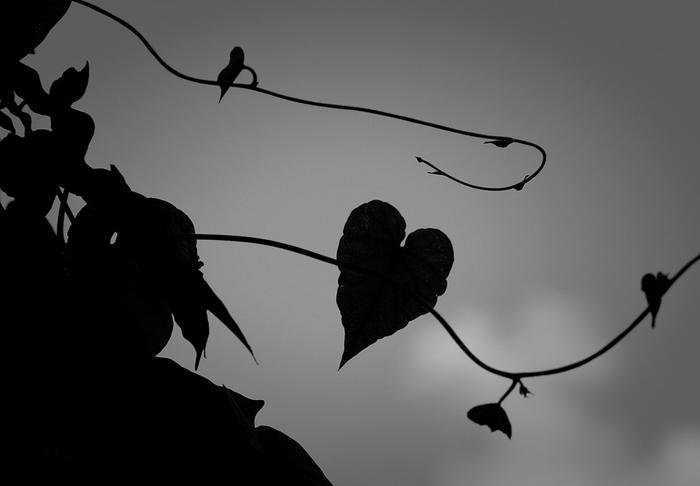 Beauty in Black and White
