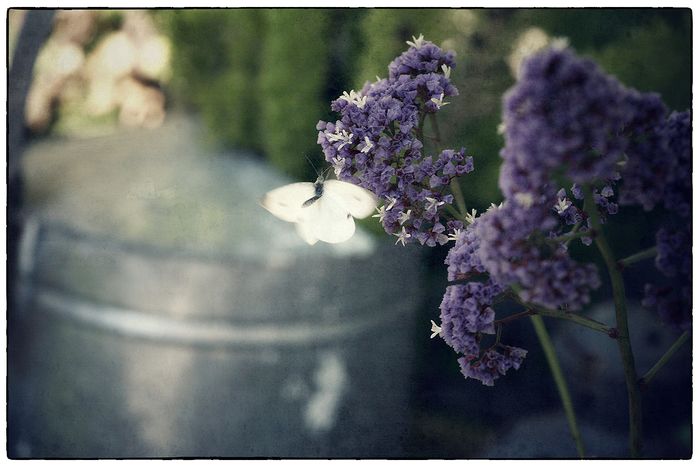Fine Art & Still Life