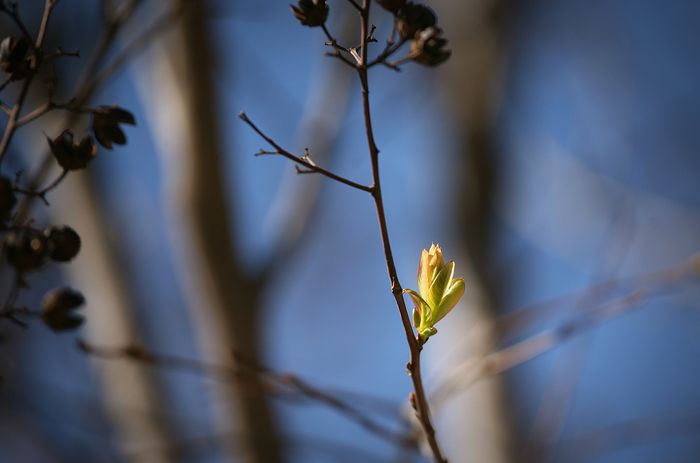 Nature