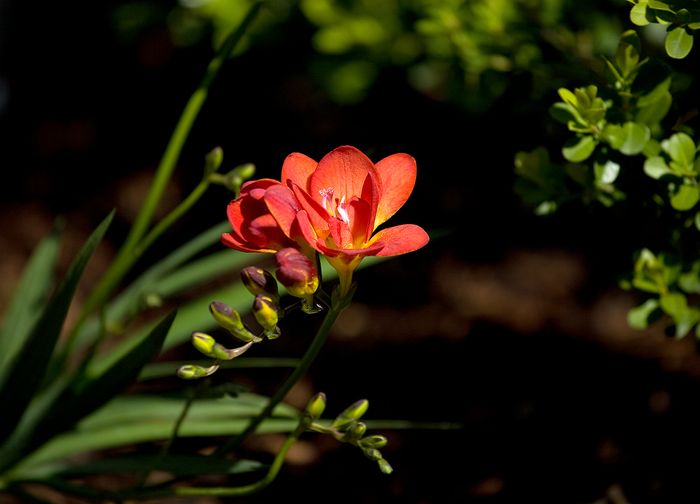 Nature