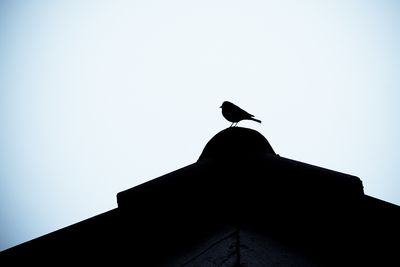 Like a Bird on a Roof...