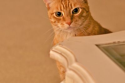 Christmas Curiosity....