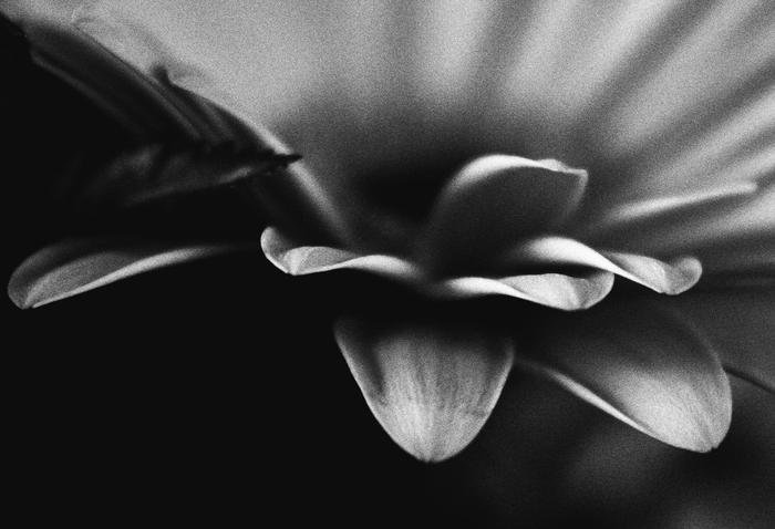 Beauty in Black and White