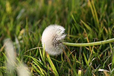 Jonny Dandelion