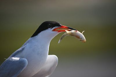 Tern with Small Fish