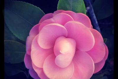 Transformation Part II-Camellia