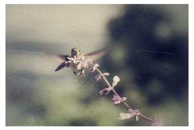 Allens Hummingbird