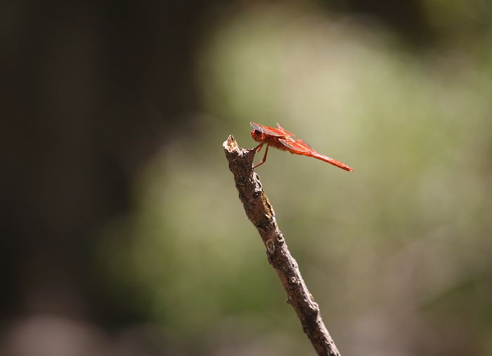 Nature