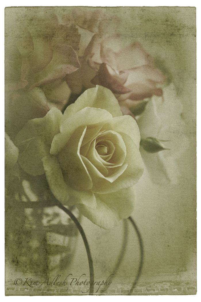 Fine Art & Still Life